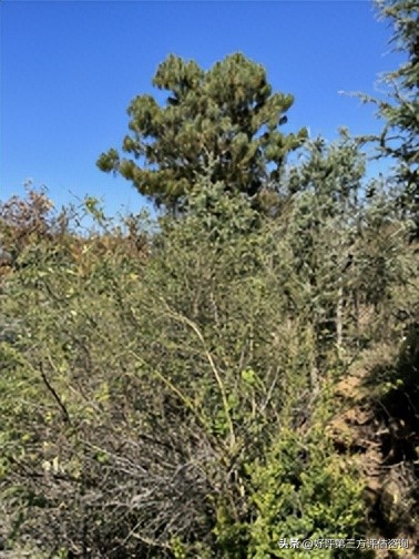 收益法现金流折现法_企业价值评估方法_期权定价模型简述