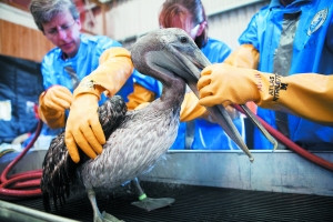 志愿者在帮助清理鹈鹕身上沾上的油污。